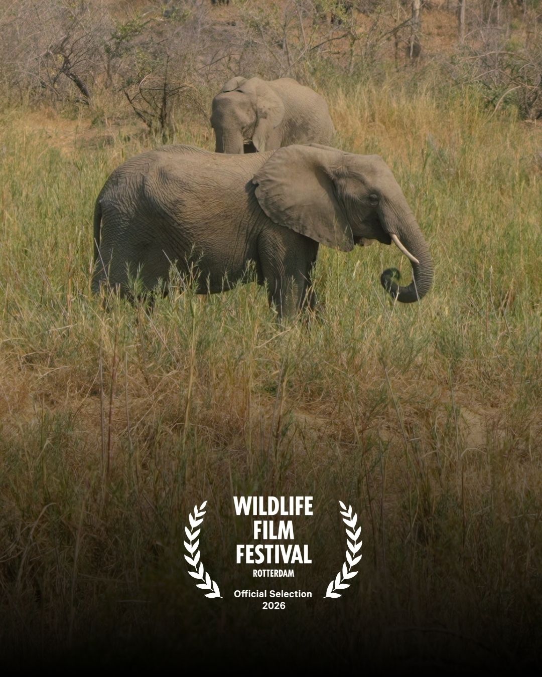 230726 Wildlife Film Festival Rotterdam Instagram