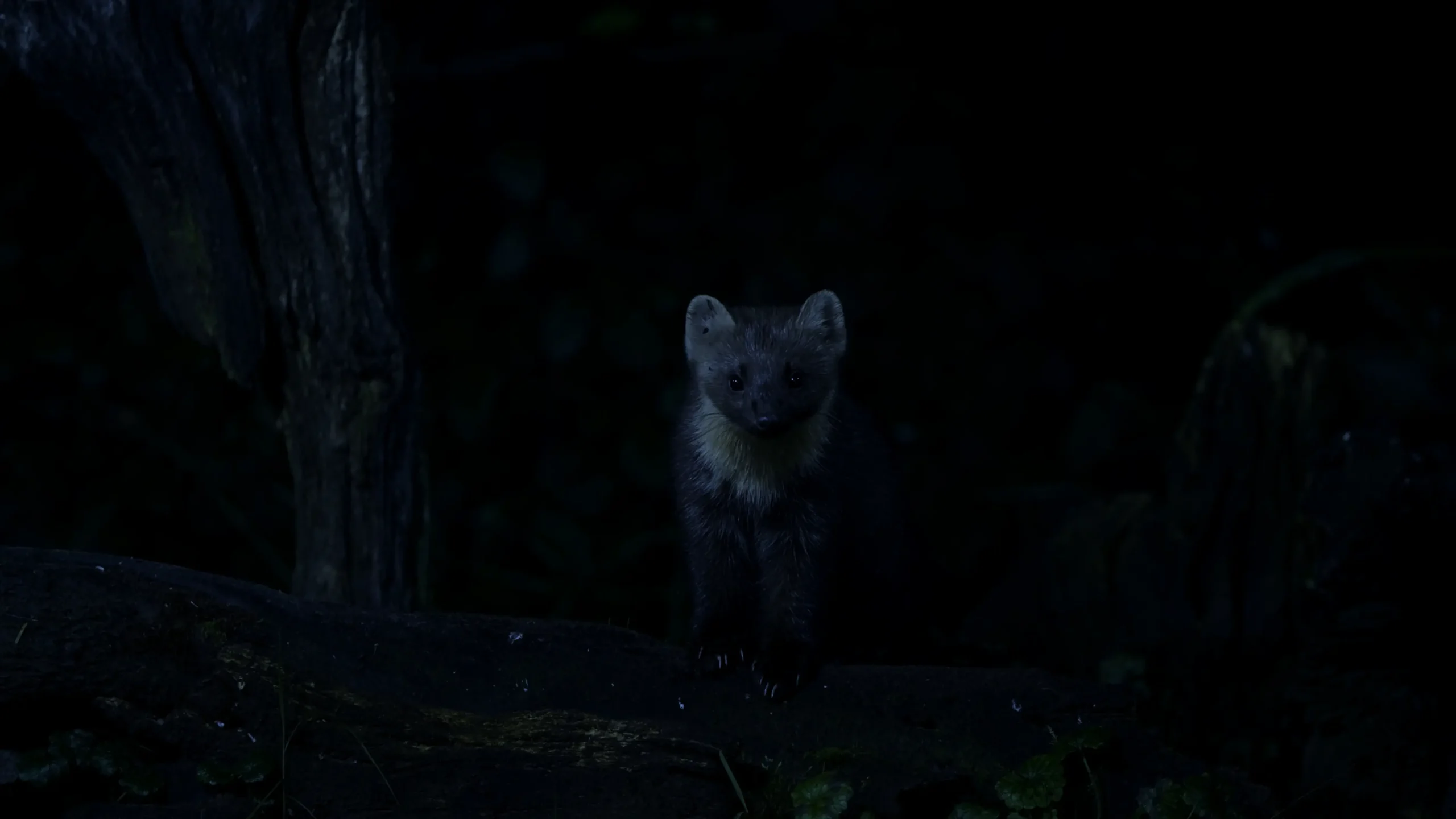 Still 6